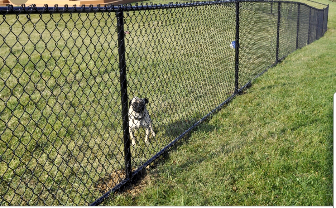 Chain-Link Fence Installation near Wesley Chapel, FL